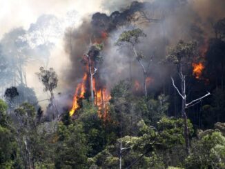 kebakaran hutan 1