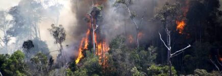 kebakaran hutan 1